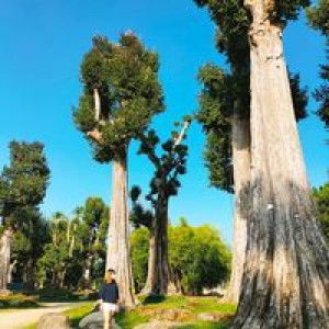 Trn Cho profile icon