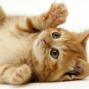 fathin nabila profile icon