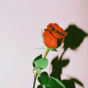 Dewiayu Aw profile icon