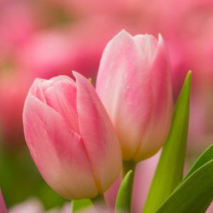 auquina dewi67 profile icon