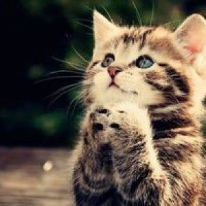 Nursa'a Keenah'h profile icon