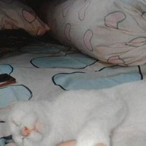 Boru Panggoaran profile icon