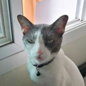 Natta Ree profile icon