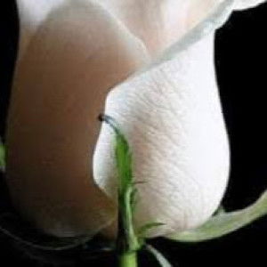 Siti Bayani profile icon