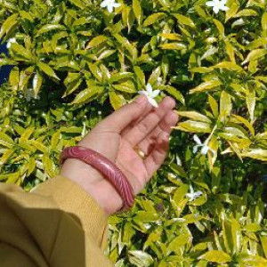 Aan Neneng Septasari profile icon