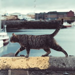 Nor Illyiana Sahira Binti Demi profile icon