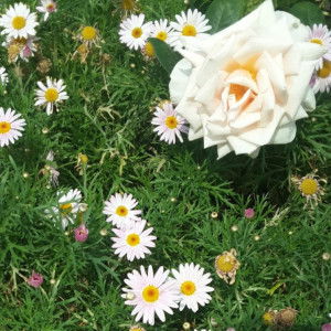 anonymous profile icon