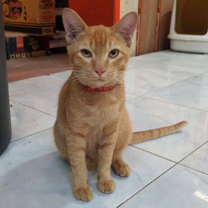 piyada tipnoi profile icon