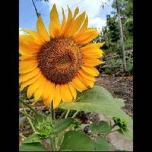 Resila Sari profile icon