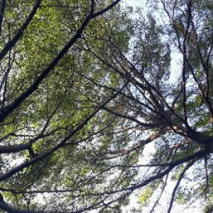 Annisa Nadia Nur'aqilah profile icon