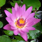 คุณแม่มือใหม่ 2025 profile icon