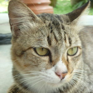 Ain Yusoff profile icon