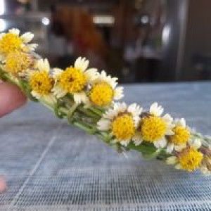 Dian Ika Wahyuni profile icon