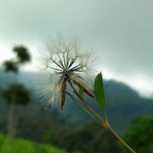 Ida Ayu Fitriyani profile icon