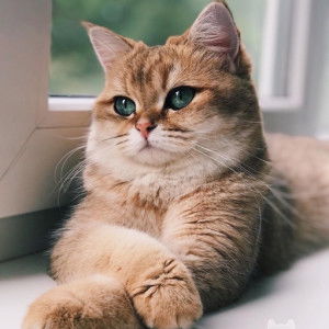 Amatullah Fadhillah profile icon