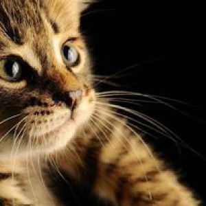 ibunnya ade profile icon