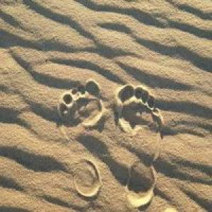 Yolanda Octaviana profile icon