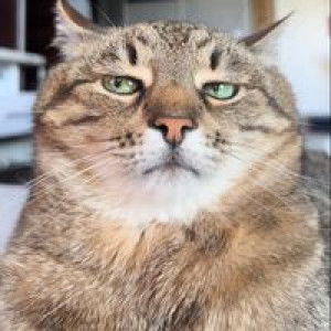 Desi Ramadhanti profile icon