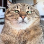 Desi Ramadhanti profile icon