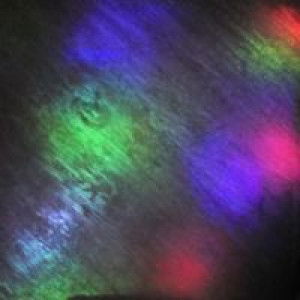 Donna R Ose profile icon