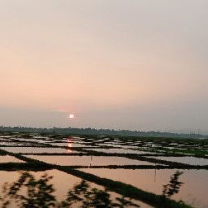 Fara Dila (Dila) profile icon