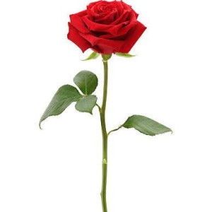 Zafieka Zamri profile icon