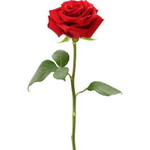 Zafieka Zamri profile icon