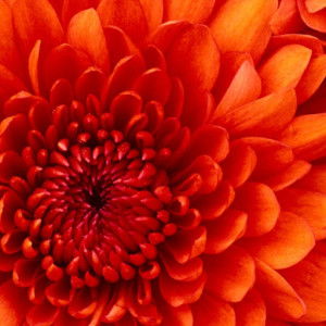 kamonrat srihabut profile icon