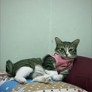 Aima Miza profile icon