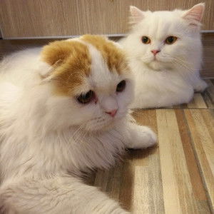 Nazira Arizan profile icon