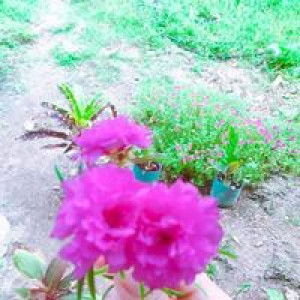 Mamai Sabdani profile icon