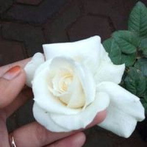 Yuni Swanqueen profile icon