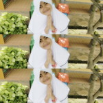 Fatma Maharani profile icon