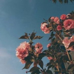 Alvi Octaviani profile icon