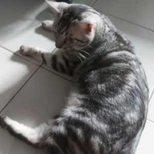 Saz Lin Fai profile icon