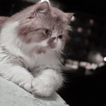 AI memmorita profile icon