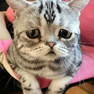 Katie Hong profile icon