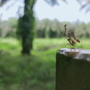 Mode Alam profile icon