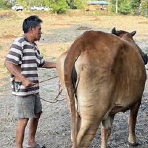 สุวรรณีเวชกามา profile icon