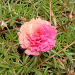 nurul shafira profile icon