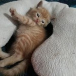 Taeng As Zhu profile icon