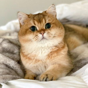 Christasha Leow profile icon