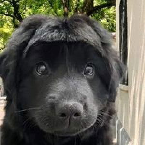 Chanida Boonkhot profile icon