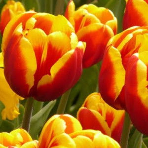 Fiena Sorfina profile icon