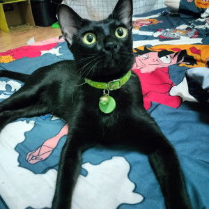 Sirilak profile icon