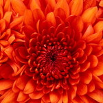 nurul hidayah profile icon