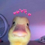 Shaina Heart Doroquis profile icon