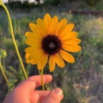 TA NG profile icon
