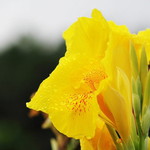 Fitrisiah Tahil profile icon