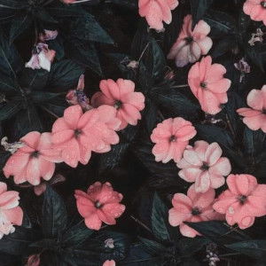 Fasha Ifin profile icon